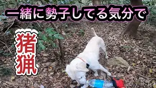 【有害駆除】狩猟2年目、グループ猟歴2ヶ月目、猟犬飼育歴9ヶ月の勢子の様子【新米猟師】