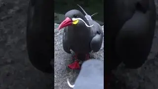 The Incan Tern Bird #shortsfeed #documantary #shorts #nature #birds