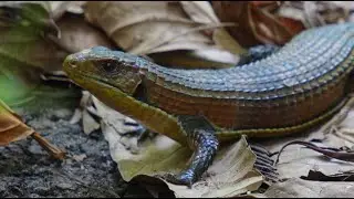 Sudan plated lizard (Broadleysaurus major)