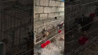 bantams #bantam #gamefarm #chicken #ytshorts #shortvideo #shorts