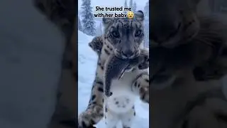 Snow Leopard Rescue 🥹🥹🥹