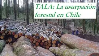 TALA: La usurpaci&oacute;n forestal en Chile  (Documental completo)