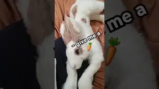 How I made rabbits from scratch!