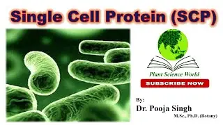 Single Cell Protein (SCP)