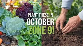 What to Plant in October for a Thriving Zone 9 Garden | Best Vegetables, Cool-Season