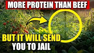 More Protein Than Beef, Heals Inflammation. Why Was This Plant Banned for 80 Years?
