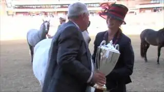 Supreme Champion Australian Pony at the 2014 Sydney Royal Easter Show