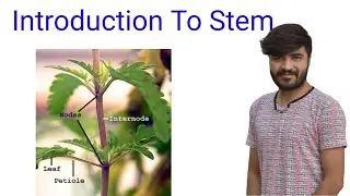 STRUCTURE AND FUNCTIONS OF STEMS| PART OF A PLANT