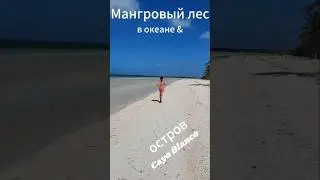 Мангровый лес & остров Cayo Blanco #мангровый лес #куба #cayoblanco #лобстеры #игуаны #хутия