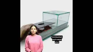 Ant Farm Starter Kits  Begin Your Ant Keeping Journey!