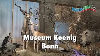 Museum Koenig | Bonn | Rhein-Eifel.TV