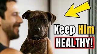7 TIPS TO TAKE CARE OF YOUR DOG'S HEALTH