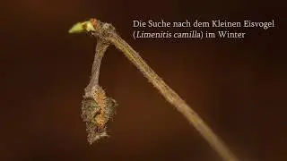Die Suche nach dem Kleinen Eisvogel (Limenitis camilla) im Winter