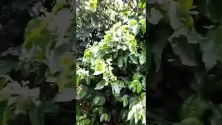Grow Coffee and avocado with Mr wakizalendo