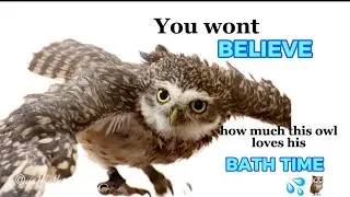 Burrowing Owl Has The Best Day Ever