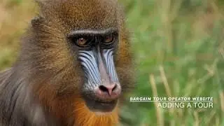 Bargain Tour Operator Website - Adding a Tour
