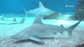 Baby Shark Dance | #babyshark Most Viewed Video | Animal Songs | funkid- nursery rhyems for Children