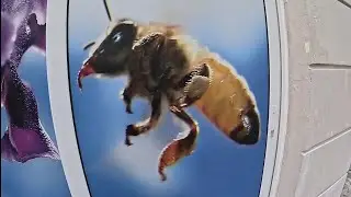 one of the three best beekeeping museums in the world. in Greece on the island of Rhodes
