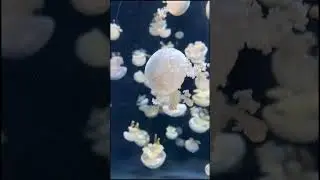 Fried Egg Jellyfish  | Egg-yolk Jellyfish |  S.E.A Aqquarium ,Singapore  #shorts
