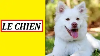 RÊVER DE CHIEN