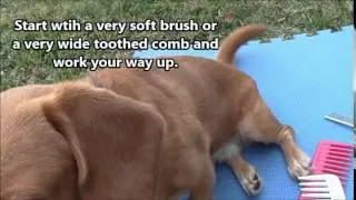 Grooming - Pain Free Detangling