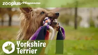 Yorkshire Terrier: alles over het, karakter, training en verzorging