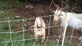 Homestead Happenings - Goats and Chickens and Burrs Oh My!