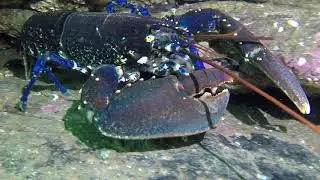 Lobsters Galore