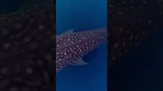 Watch full video here ⬆️⬆️⬆️  #travel #whaleshark #whalesharks #whalesharkwatching