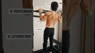 Top 3 Exercises For The Front Lever