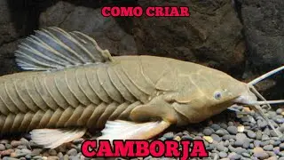 Como criar CAMBORJA em aquário