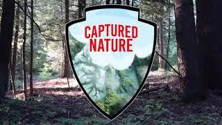 Welcome to the Captured Nature Channel