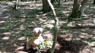 Strongest Dog Bite Tug | Extreme Dog Gear