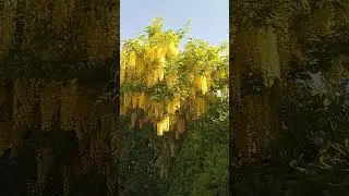 laburnum
