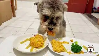 Pet Food Reviews 2024🐶 Dogify TV Dogs Series 19 🐶🍔 Funny Puppies Food Review Channel Videos