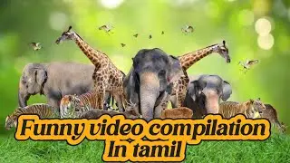 Funny Animals dubbing compilation in tamil 😂 #funny #comedy #cat #dog #lion #shortsfeed #shorts 