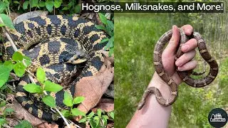 Epic Maryland Snake Hunting! Hognose, Milksnakes, Ratsnakes, and More!!