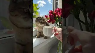 #cat #breakfast #food #рецепты #recipe #вислоухийкот #ужинрецепт #breakfast #lifestyle