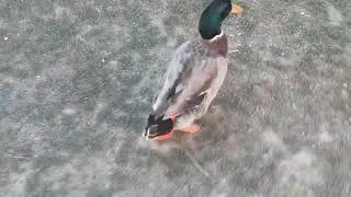 Duck slippers and Nibbles