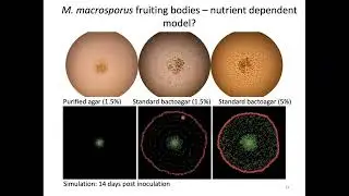 Photomorphogenesis of Myxobacteria: New Insights for Light Regulation of Cell Development