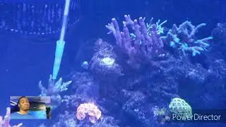 Target Feeding Corals REEF ROIDS!