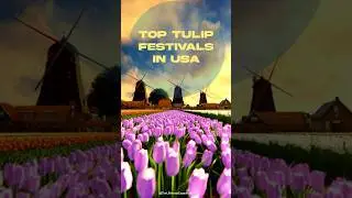 Top Must-See Tulip Festivals in USA !!🌷✨ #tulipfestival #springishere #tulipfields #springbloom