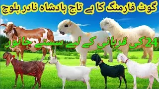 Qurbani 2024 || New Lat High Class Kakky Billy Mundray Chhatray || Big Offer Kakky Mundray || NBGF