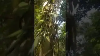 #ceylonvanilla  #organicvanilla #youtubeshorts #vanillabeans #naturalvanilla #vanillaharvest #ceylon