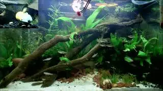 Blood Worms Feeding Frenzy