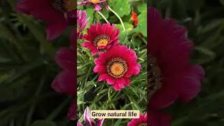 #motivation #natural #grow #life #gardening #inspiration #beautiful #flowers #selflove .....🌸🌺🌼