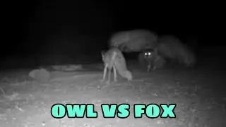 OWL VS FOX IN IRAN