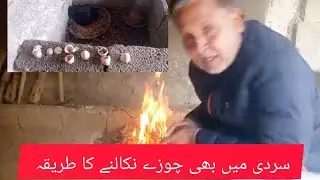 Hens hatching eggs today chicks care in winter aseel madi aseel hens kurk murghi farmers 