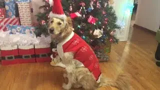 Christmas Holiday Funny & Cute Golden Retriever