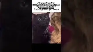 When your wife explains how the car got scratched.    #shorts #memes #funny #comedy #cat